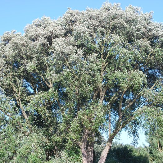 Quercus suber